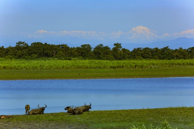 kaziranga (1)