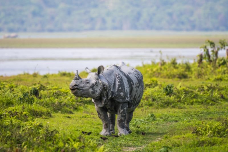 kaziranga